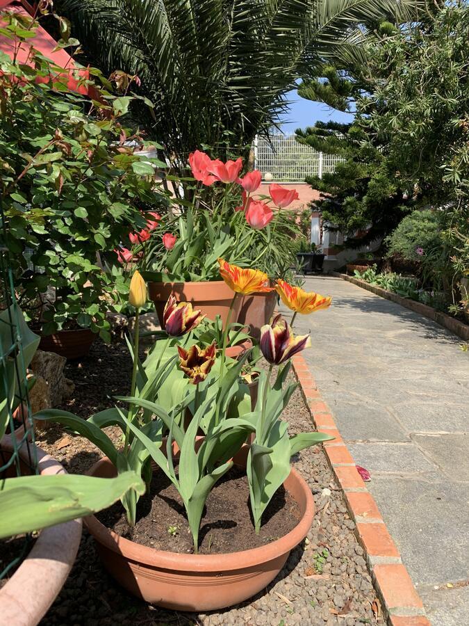Resort Villa Rosa Maria سافونا المظهر الخارجي الصورة